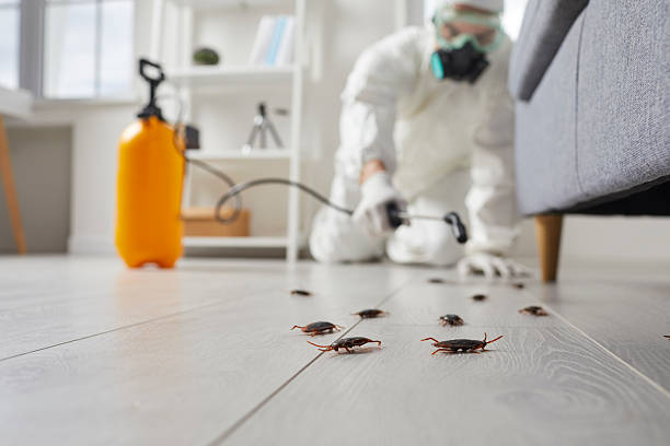 Commercial Rodent Management in Myrtle Creek